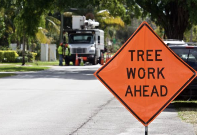 emergency tree removal sacramento