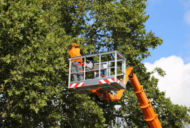 tree trimming sacramento