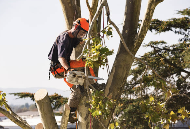 tree removal sacramento