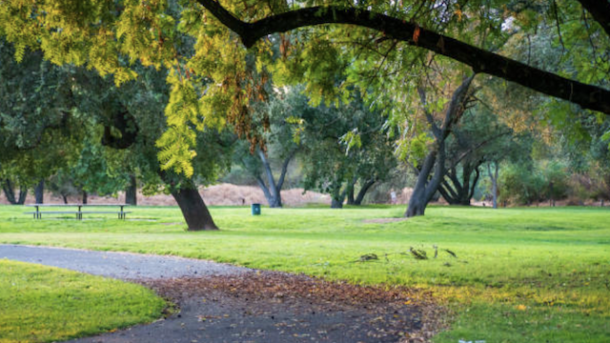 photo of a tree in sacramento